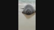 Необичаен гост: Морски слон превзе част от плаж в Рио де Жанейро