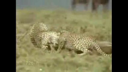 Най - Бързото Животно На Земята