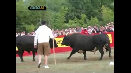 Kukan Madjarija finale Radosic 