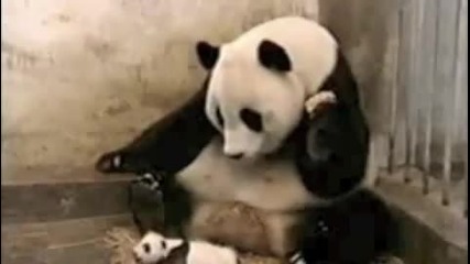 Sneezing Panda