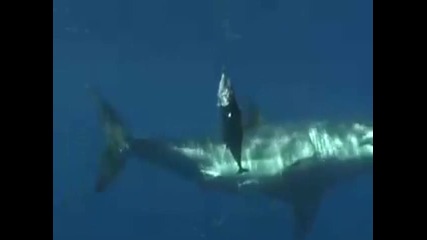 Big Shark