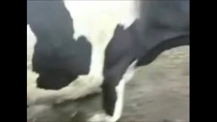Крава цоцка от бозката си 100 % Смях
