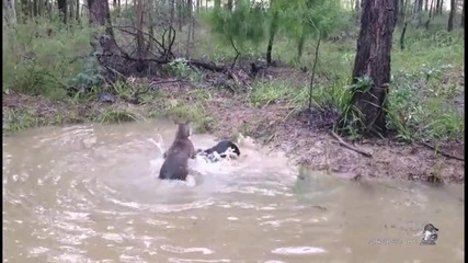 Кенгуро се опитва да удави куче