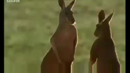 Kangaroo wrestling - Bbc wildlife