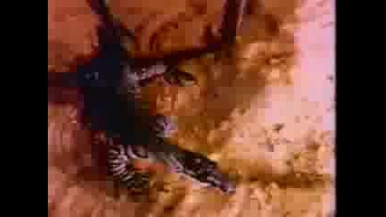The Screaming Jets Better 