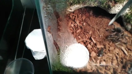 acanthoscurria geniculata l7