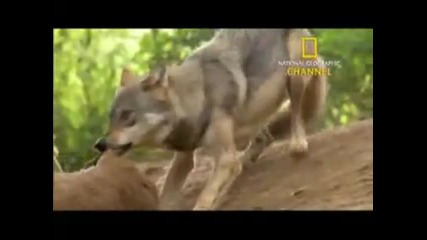 National Geographic Channel A Man Among Wolves Trailer