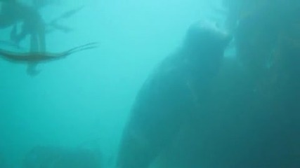 Живота под водата