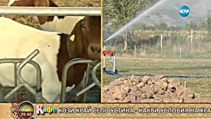На какви специални грижи се радват козите боер във фермата край село Устина - На кафе (22.07.2016)