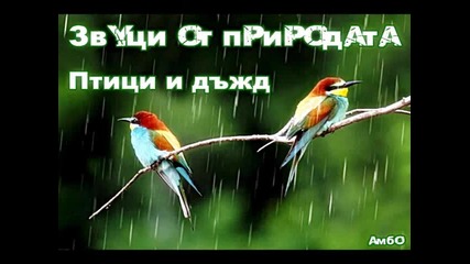 Звуци от природата - Птици и дъжд 