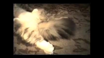 Забавни Котки Част 3