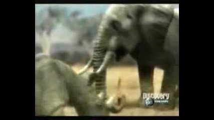 Слон Сe Бие Срещу Носорог 15 +