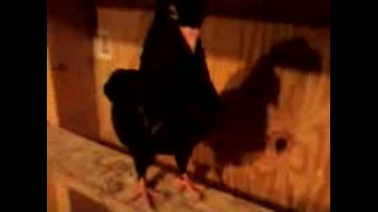 Video11