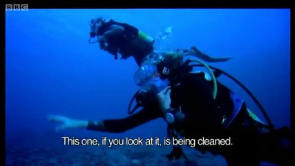 Diving with giant Mantra Rays - Pacific Abyss - Bbc 