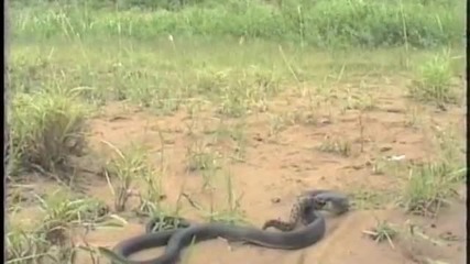 Clelia eats Bothrops