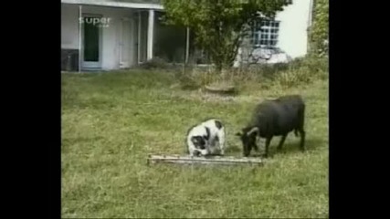 Куче се бие с козел за храна