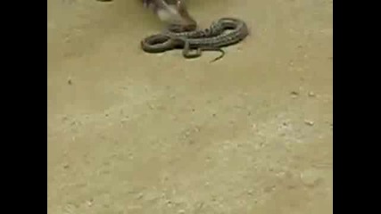 Cat ft. Snake 