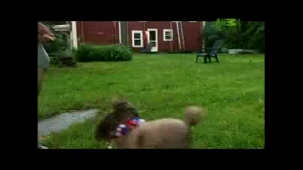 Dogs 101 - Poodle 