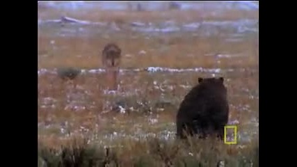 Wolves vs. Grizzly Bears
