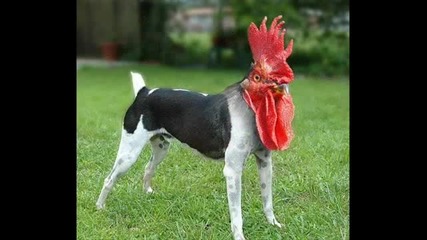 Плашещи и смешни животни