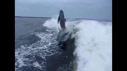 Катастрофа между делфини 