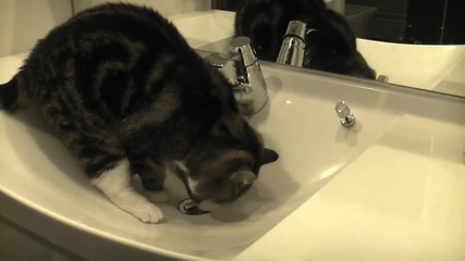 desperate_maru_3.-