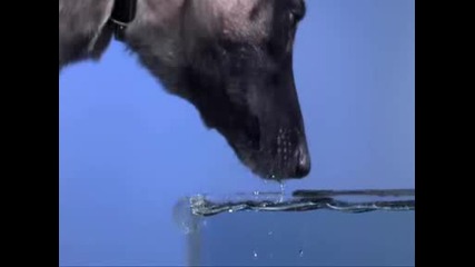 Забавен Кадър - Куче Пие Вода