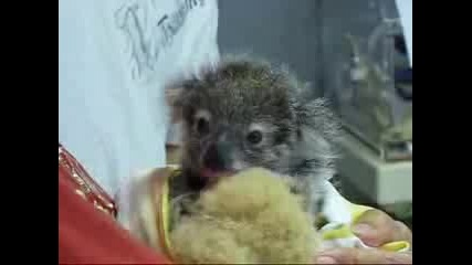 Коала