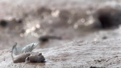 морски създания - Mudskippers 