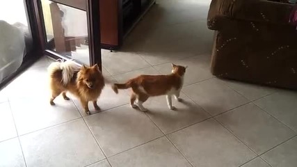 Куче и котка се борят..