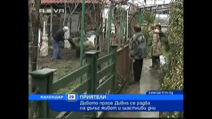 Семейство Гледа дива Свиня В Дома Си
