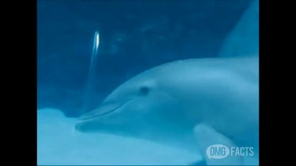 Ray William Johnson - Dolphins Really Do This (bonus video) 
