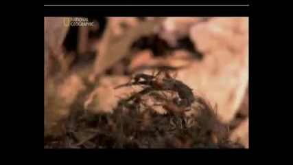 Мравки Войни.national Geographic