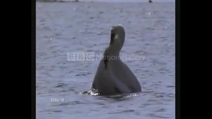 Funny Courtship Dances Of Our Feathered Friends