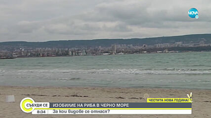 ИЗОБИЛИЕ НА РИБА В ЧЕРНО МОРЕ: За кои видове се отнася
