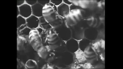 Биология на пчелното семеиство ч-2 продължение