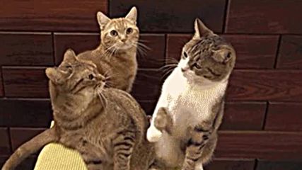 Забавни котки (non voice)
