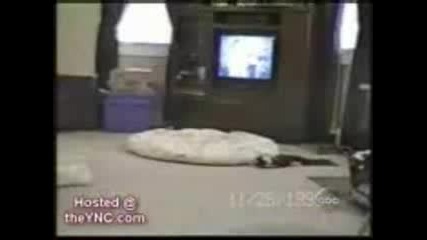 Много смешни котки