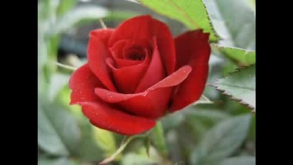 Armik - Be my Valentine,  my love
