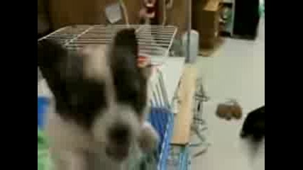 The cuttest Little Bastard Evar