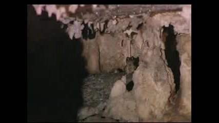 Диви животни