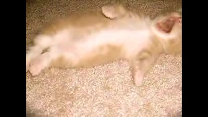 Смешни Котетеа