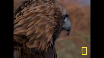 Golden Eagle vs. Hare