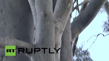 Australia: Car-hit koala mother Lizzy and her baby Phantom recover