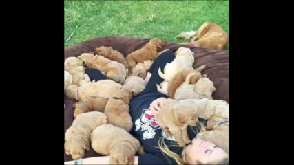 Много кученца спят при красиво момиче!