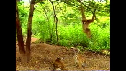 Маймуна се бъзика с Тигър