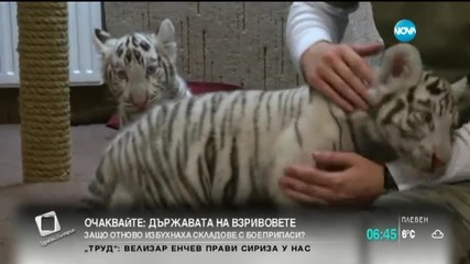В Унгария показаха бели тигърчета