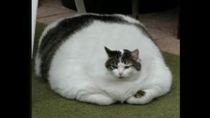 Най - дебелата котка в света 