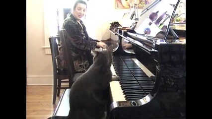 Коте свири на пиано като човек