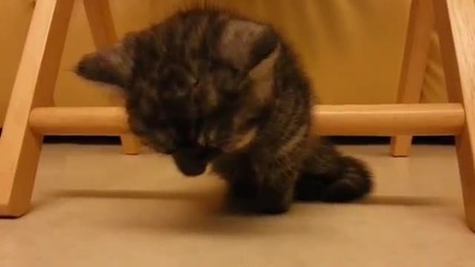 Коте се бори със съня